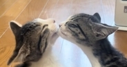 お互いを毛づくろいしていた『仲良しの兄弟子猫』→1年後…泣けるほど尊い『現在の光景』が34万再生「自然と涙が出た」「愛がすごい」