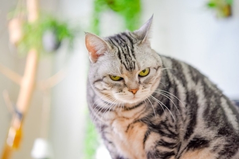 猫が飼い主を『にらんでくる』ときの理由5つ　機嫌が悪いとは限らない？適切な接し方も解説