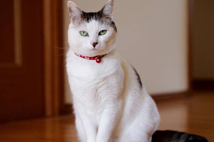 猫が飼い主を『にらんでくる』ときの理由5つ　機嫌が悪いとは限らない？適切な接し方も解説