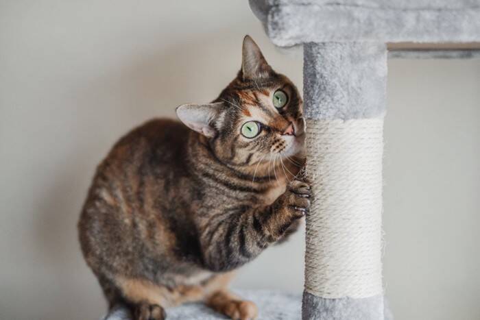 猫が危険な目にあう『キャットタワー』の特徴4選　思わぬトラブルの可能性や注意点も解説