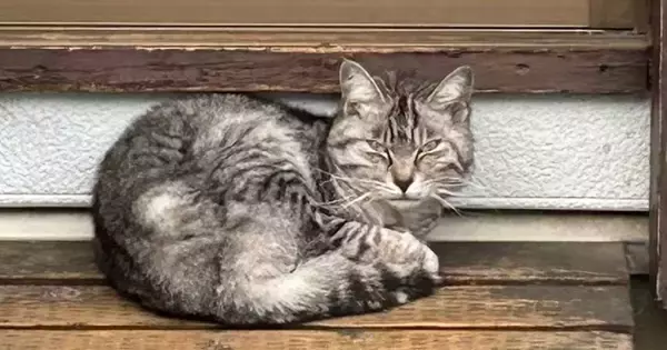 春に現れ、庭に居座るようになった『ボロボロの野良猫』……秋になると？→『まさかの展開』が400万表示の反響「猫界にはクチコミがある」