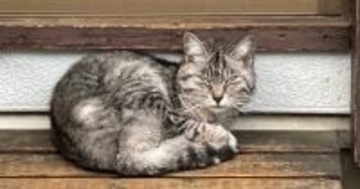 春に現れ、庭に居座るようになった『ボロボロの野良猫』……秋になると？→『まさかの展開』が400万表示の反響「猫界にはクチコミがある」