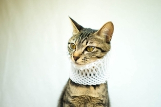 猫が見せる『仮病っぽい』仕草4選　行動の意味や対処法を解説