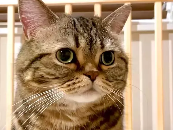 ベビーベッドに興味津々な猫→夜、ふと見てみると…想定外な『微笑ましい光景』に「チェック入りますｗ」「赤ちゃんに戻った？」と反響の声