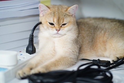 猫が『火事』を招いてしまうケース5つ　見落としがちなリスクや必ず見直すべき予防策まで