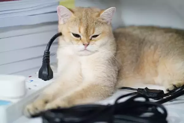 猫が『火事』を招いてしまうケース5つ　見落としがちなリスクや必ず見直すべき予防策まで