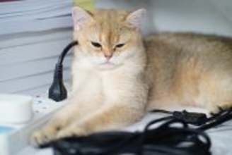 猫が『火事』を招いてしまうケース5つ　見落としがちなリスクや必ず見直すべき予防策まで