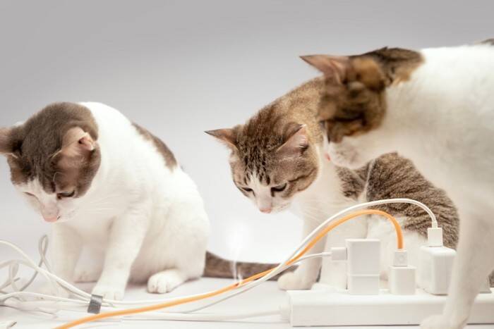 猫が『火事』を招いてしまうケース5つ　見落としがちなリスクや必ず見直すべき予防策まで