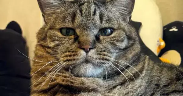 帰宅すると、お気に入りのスポットでくつろいでいた猫…『貫禄ありすぎる光景』に「王だ、王冠が見える」「うむ、ゆっくりでいいぞ」と１万いいね