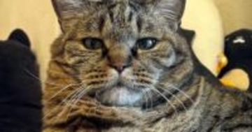 帰宅すると、お気に入りのスポットでくつろいでいた猫…『貫禄ありすぎる光景』に「王だ、王冠が見える」「うむ、ゆっくりでいいぞ」と１万いいね