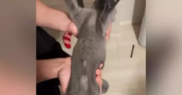 パパの手の中で『すごい寝方』をしていた子猫→途中で目が覚めた結果…「最後の顔ｗ」「ヤバいかわいいｗ」子猫が見せた反応に癒される人続出