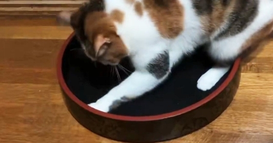 『猫がくつろぐ姿』を想像して『寿司桶』を置いた結果…完全に予想外な『使い方』に１万いいね「魚の匂いが残ってるのかなｗ」「楽しそうｗ」