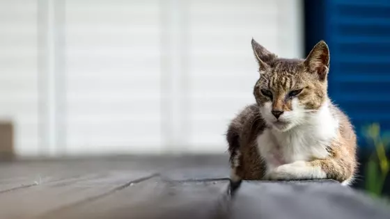 猫の老化を加速させる『NG習慣』4選　心身に及ぶ悪影響や改善のコツまで