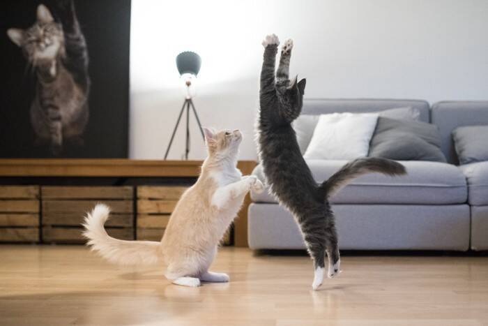 猫の老化を加速させる『NG習慣』4選　心身に及ぶ悪影響や改善のコツまで