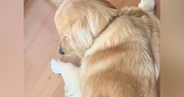 床に寝そべる大型犬→『背中』をよく見ると、乗っていたのは…尊すぎる光景が89万再生「同じ色で可愛すぎる」「犬も動けなくなるんだｗ」