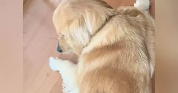 床に寝そべる大型犬→『背中』をよく見ると、乗っていたのは…尊すぎる光景が89万再生「同じ色で可愛すぎる」「犬も動けなくなるんだｗ」