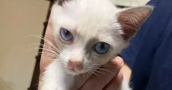 迎えたときはほとんど白かった子猫→成長するにつれ、ハチワレ模様が出てきて…別猫のような『変化』に３万いいね「完全に詐欺ｗ」「声出た」