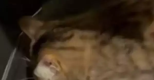 玄関から『シュシュシュ』と謎の物音→恐る恐る様子を見に行くと、猫が…まさかの光景に「穴開いちゃうｗ」「DJ志望猫」と96万表示