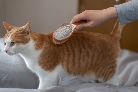 猫の『長毛種と短毛種』で異なるお世話5選　被毛に合わせたケアの方法や飼い方のポイント