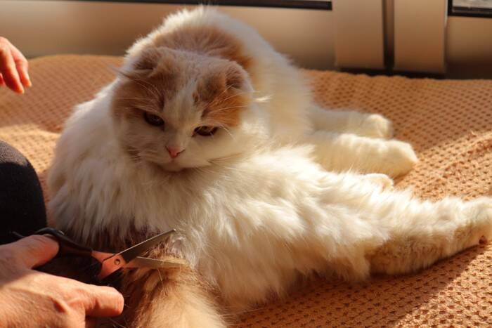猫の『長毛種と短毛種』で異なるお世話5選　被毛に合わせたケアの方法や飼い方のポイント