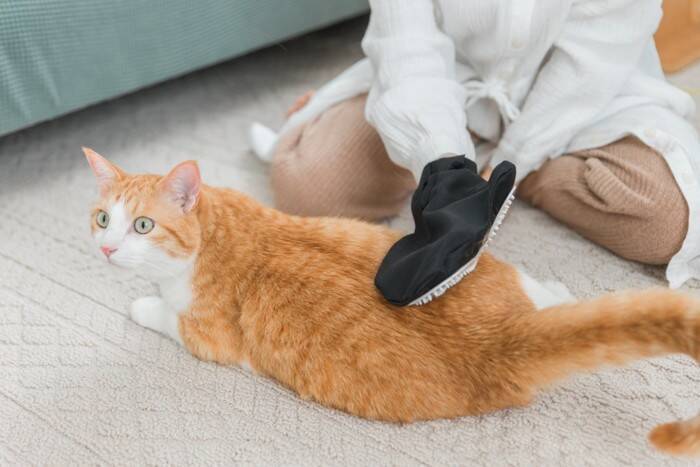 猫の『長毛種と短毛種』で異なるお世話5選　被毛に合わせたケアの方法や飼い方のポイント