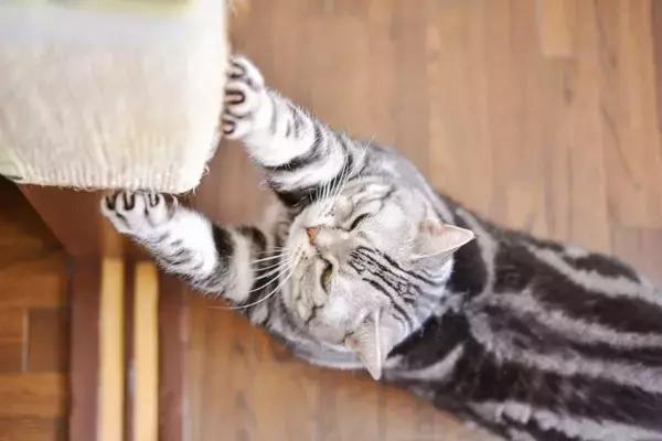 『やんちゃな性格の猫』との生活で起こること3選　トラブルの危険性も？イタズラを防ぐ対策まで