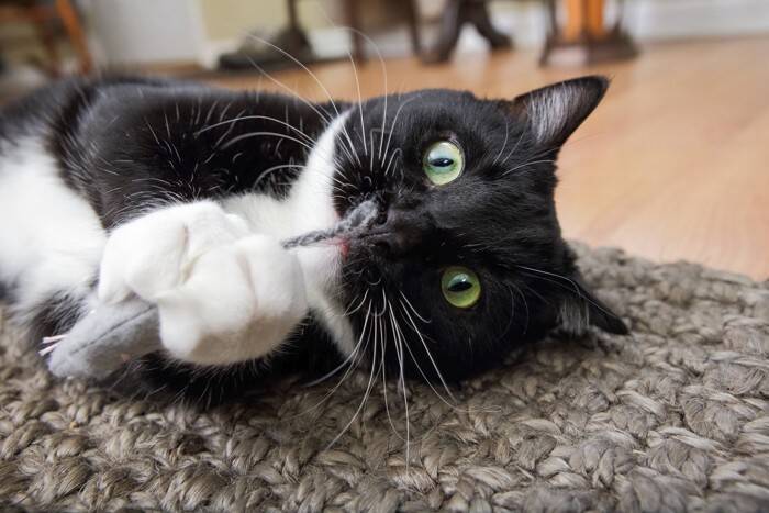 『やんちゃな性格の猫』との生活で起こること3選　トラブルの危険性も？イタズラを防ぐ対策まで