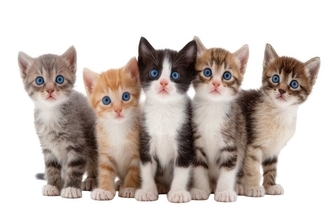 猫を飼うなら知っておくべき『終生飼養』の心得5つ　飼い主が守るべき責任や約束とは