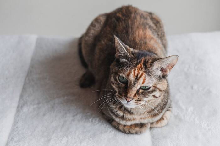 『麦わら猫』ってどんな猫なの？4つの主な特徴や性格の傾向などをご紹介