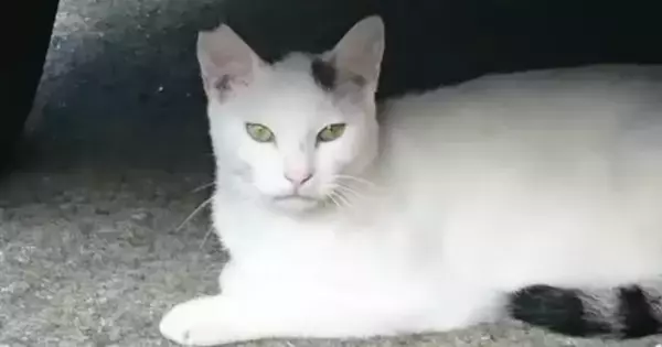 少しずつ仲良くなっていった『ひとりぼっちの猫』→突然現れなくなって20日後…思わず涙が出る展開に「泣かされますね」「グッときた」