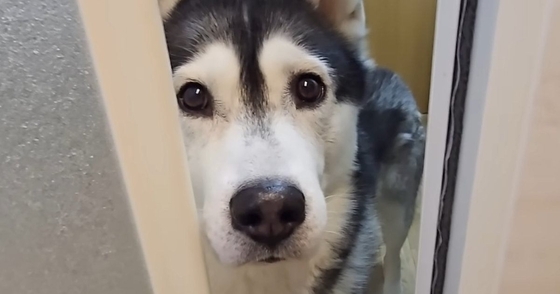 お風呂に入っていると、犬が呼びにきて…ついて行ってみた結果→まさかの『猫の様子』が12万再生「笑っちゃったｗ」「本当可愛い～」