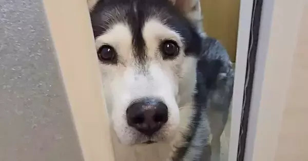 お風呂に入っていると、犬が呼びにきて…ついて行ってみた結果→まさかの『猫の様子』が12万再生「笑っちゃったｗ」「本当可愛い～」