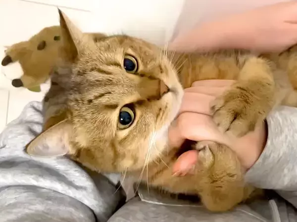 カメラを頭につけて、猫を撮影した結果→まるで一緒に生活しているようで…『尊い光景』に反響「アイデア神」「疑似視線体験できてたまらない」