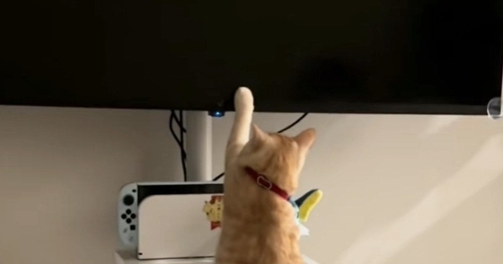 猫が『テレビ大好き』になった結果…人間の子どものような『まさかの光景』に「現代猫すぎて笑ったｗ」「Z世代だｗ」と爆笑する人が続出