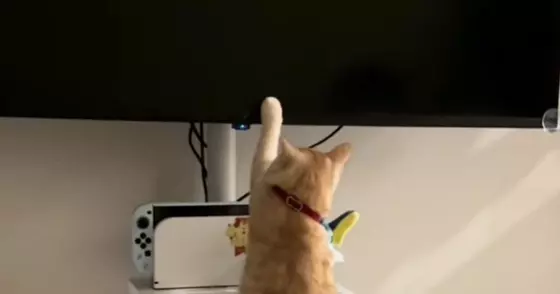 猫が『テレビ大好き』になった結果…人間の子どものような『まさかの光景』に「現代猫すぎて笑ったｗ」「Z世代だｗ」と爆笑する人が続出