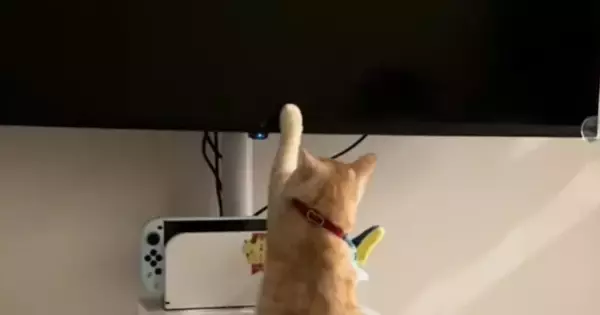 猫が『テレビ大好き』になった結果…人間の子どものような『まさかの光景』に「現代猫すぎて笑ったｗ」「Z世代だｗ」と爆笑する人が続出