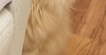 病院に連れて行かれた猫→家に帰ってきたら……完全に『信用を失った瞬間』に６万いいね「よっぽど怖かったのねｗ」「気持ちが伝わってくるｗ」