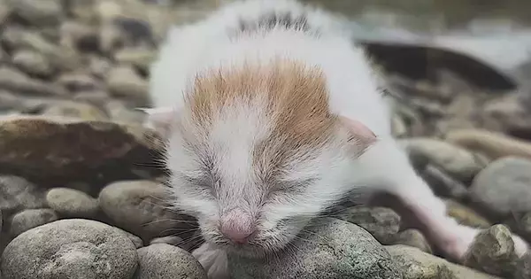 川辺で鳴いていた『生まれたばかりの赤ちゃん猫』を保護…家族と歩んだ感動の1年間と『現在の光景』に「見つけてもらえて良かった」の声