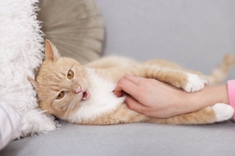 猫に嫌がられる『NGな撫で方』5つ　不快に感じる理由や喜ばれる触り方のコツも