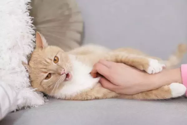 猫に嫌がられる『NGな撫で方』5つ　不快に感じる理由や喜ばれる触り方のコツも
