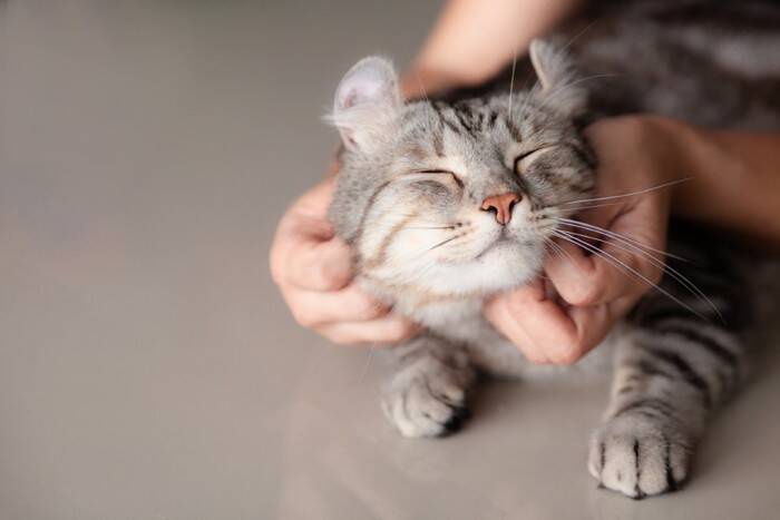 猫に嫌がられる『NGな撫で方』5つ　不快に感じる理由や喜ばれる触り方のコツも