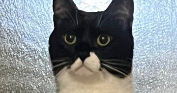 『な、なに…？』ふとベッドにいる猫を見たら→思わず二度見の『予想外すぎる光景』に1万いいね「とうとう覚醒したかｗ」「ヤツがくる…」