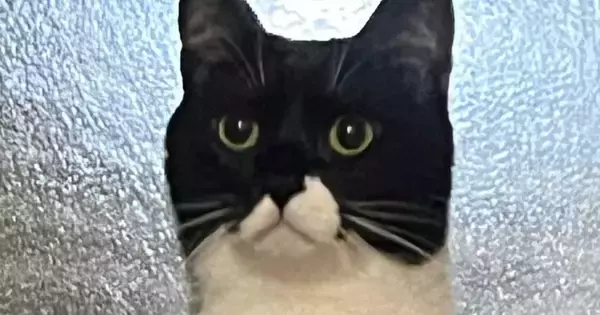 『な、なに…？』ふとベッドにいる猫を見たら→思わず二度見の『予想外すぎる光景』に1万いいね「とうとう覚醒したかｗ」「ヤツがくる…」