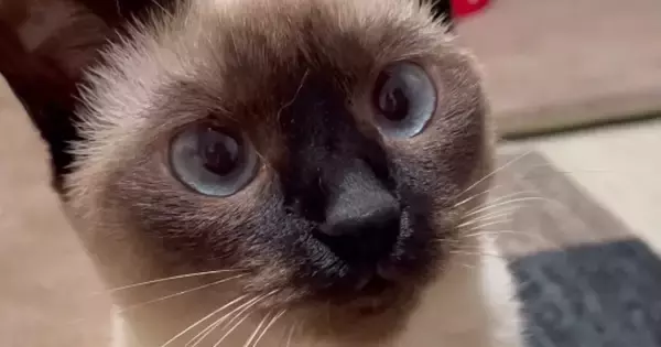 飼い主が『かわいいねぇ』と声をかけ続けたら…おしゃべりな甘えん坊猫の反応に「うわーたまらん」「あざかわキャット」と91万再生