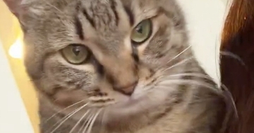 「やばい可愛すぎる」飼い主の肩に乗ったネコ…直後に見せた『まさかの甘え方』に「泣きそうになった」「大好きなんだね」と悶絶の声