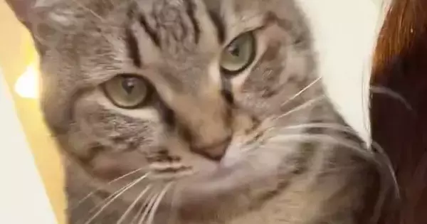 「やばい可愛すぎる」飼い主の肩に乗ったネコ…直後に見せた『まさかの甘え方』に「泣きそうになった」「大好きなんだね」と悶絶の声