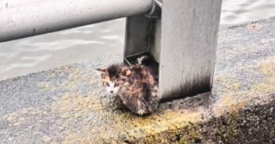 川沿いで必死に鳴いていた『小さな子猫』…保護されてからの『40日間の変化』に感動の声「泣ける」「見つけてもらえて良かった」現在の様子も