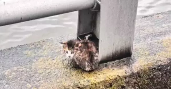 川沿いで必死に鳴いていた『小さな子猫』…保護されてからの『40日間の変化』に感動の声「泣ける」「見つけてもらえて良かった」現在の様子も
