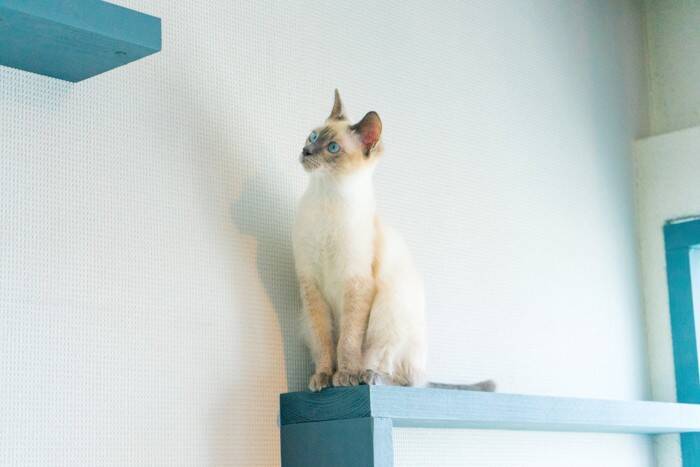 『キャットステップ』を設置するときに、気をつけたい3つのポイント　安全面や使い勝手は大事！