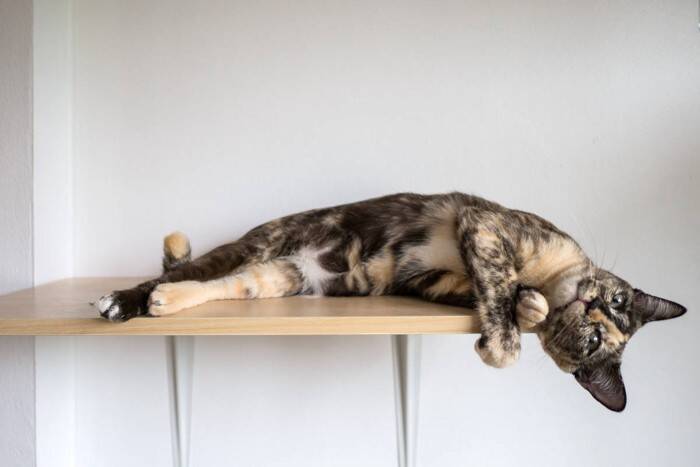 『キャットステップ』を設置するときに、気をつけたい3つのポイント　安全面や使い勝手は大事！